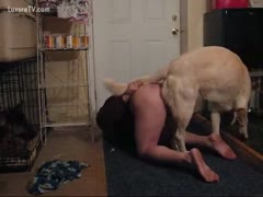 Male owner is mounted by his big dog